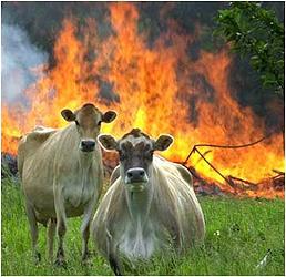 Auburngate's profile picture. Documenting the story known as Auburngate.