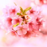 🍎⭐️🐙受験勉強TIPS🐙⭐️🍎 (@sakura_v_sakura) 's Twitter Profile