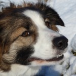 Living and working with Border Collies. Home of The Collie Walk http://t.co/yJhRCG09