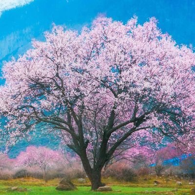 kuaratiri's profile picture. 