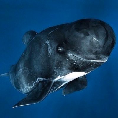 jasonwangdy's profile picture. 🐶🐱