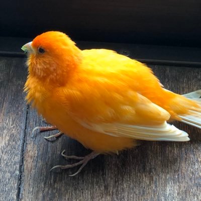 邦ロック、特にTheCheserasera が好きです。フェス好きです。