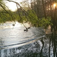 Duck of the Cavendish pond (@ofcavendish) 's Twitter Profile