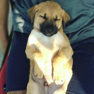 🐾OSCAR🐾❝Organisation 4 Social change & Animals rights❞ 👉 #wefeedeveryday 💯
💫Founded by ☞@jatinsinghsond