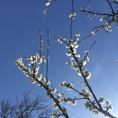Pain au chlore.
Amas cellulaire en recherche de sens sur la vie/la mort.
Mu par ma colère.
Les Bryophytes vaincront.