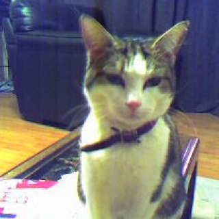 tarsadancer's profile picture. Housing Options and Support Manager at First Choice Homes Oldham