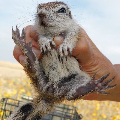 My lab focuses on the selective factors influencing the evolution of sociality & mating systems.