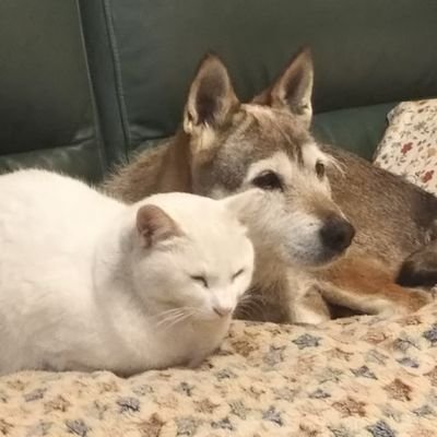 幼い頃から動物好きで、今は猫(元野良)を飼っています。愛犬2頭(元野良)は🌈天国在住。倫理学者のP.シンガーのAnimal Liberation『動物の解放』が私のバイブル。全ての動物の幸せを祈っています。動物搾取反対。