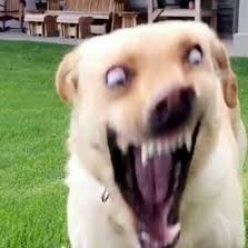 SagarGh1's profile picture. 