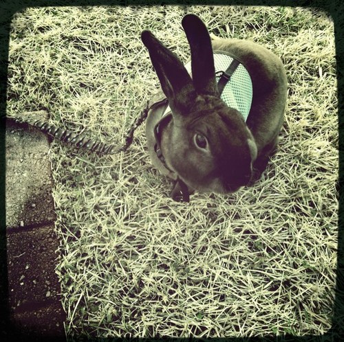 henrythebun's profile picture. im a house rabbit... named after a king