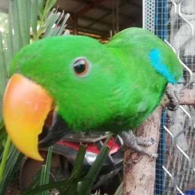 SORELVincent1's profile picture. 