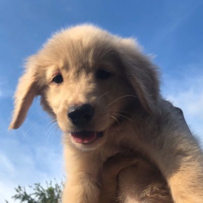 DebbieKhan8's profile picture. Enjoying God’s creation 🐶