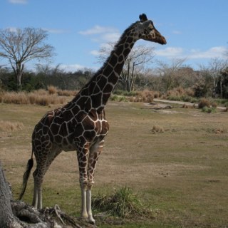 ZeeMac22's profile picture. Official The Beard Struggle Brand Ambassador,