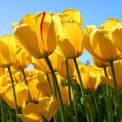 pabloflow5's profile picture. team wawa cuenta oficial pablo flow contractaciones 8093502108