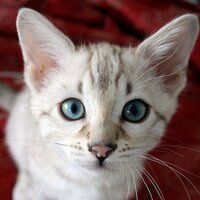 cho (@byungohc) 's Twitter Profile