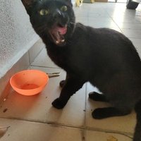 ammei (@bleksenget) 's Twitter Profile