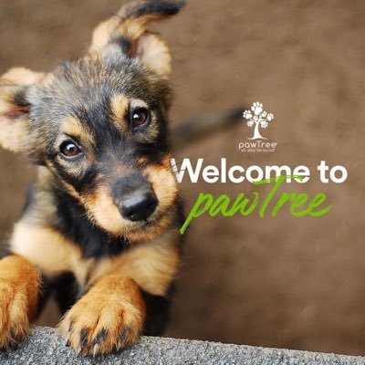 dogfooddealer's profile picture. 
