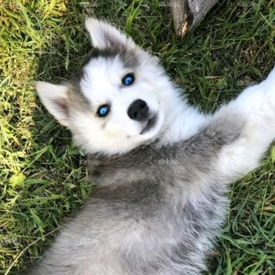 TanuShr02320570's profile picture. Indian|Animal Lover|Kind Hearted|Travel Business|