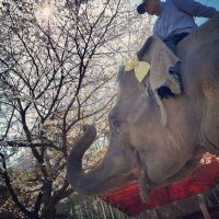 市原ぞうの国・サユリワールド【公式】 (@iek_sw_official) Twitter profile photo