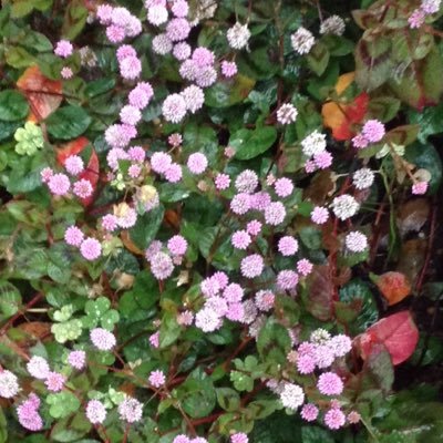成人済。腐 snnr。nrsn。(左右固定無し)hrmkhr。🍑🐢💰👹。 🐊🐚。nmmn 🐱好き　かわいいもの好き