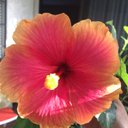 Veronica Lawrence - @Veronic91100646 - Twitter