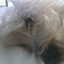 Diane Schulz - @ladyDiDi69 - Twitter