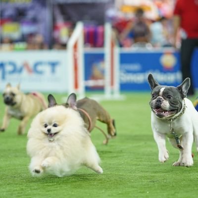 IMPACT Dogs & All Pets