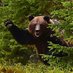 Mr Bear 🐻 (@realbrownbear1) Twitter profile photo Mr Bear 🐻 (@realbrownbear1) Twitter profile photo