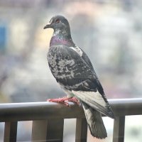 はと (@hatooooo_pigeon) Twitter profile photo