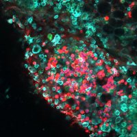 Jackson-Jones Lab (@jacksonjoneslab) 's Twitter Profile