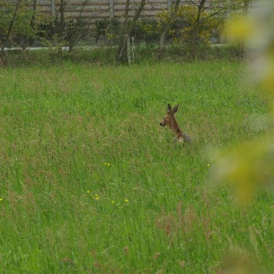 Natuurliefhebber, Voor rechten van dieren. Streven naar gezond milieu.