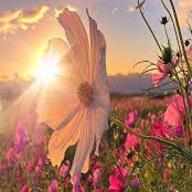 bernayildiz3410's profile picture. KHK lı öğretmen, 2 çocuk annesi, Vuslat yakındır...