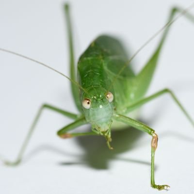 qoqodrk's profile picture. 生き物なんでも撮ります。日常多めです。特に昆虫が好きです