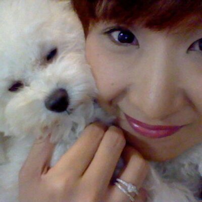 トイプードルブログしょふぃたんでしゅ Sofytanlove Twitter