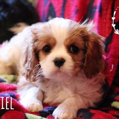 9 weeks old. 🐶 King Charles Cavalier. London, UK 🇬🇧 follow my insta to watch me grow up