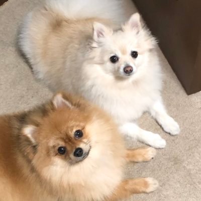 melkomel3's profile picture. Twitter初心者です。ロックと動物が大好きです。2匹のポメを飼っています❤️