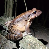 Mountain Chicken Recovery Programme (@rewildcaribbean) 's Twitter Profile Photo Mountain Chicken Recovery Programme (@rewildcaribbean) 's Twitter Profile Photo