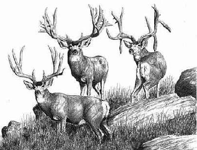 huntnmulies's profile picture. 