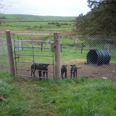 tophoncho1886's profile picture. 