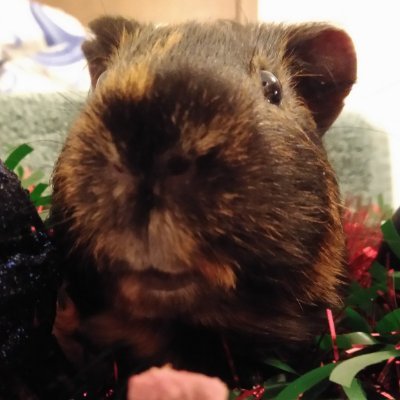 NotyPeeg's profile picture. 