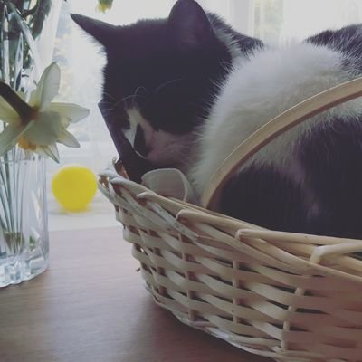 CurlyGirlVDave1's profile picture. referees 3yo curly girl and dave dragon the cat, who turned up one day and adopted us.