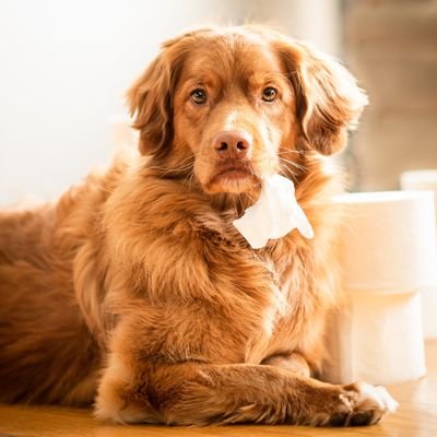 ShaneRedflag's profile picture. #Oilers 
pronouns; Dim'Whit'Ish