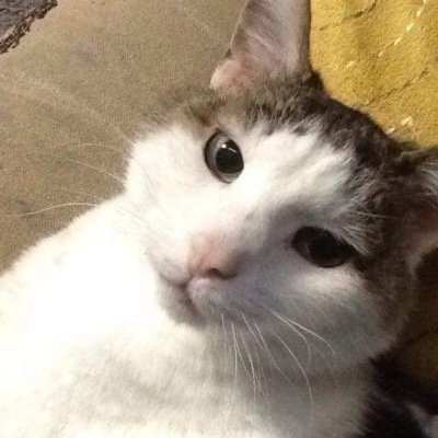 🌻🌹 🇨🇦🏳️🌈 INTJ feline | Philosophy Prof | Canasian | #420 | #M4A | Green New Deal | #Defund12 | #BLM | #FreePalestine 🇵🇸 | 🚫Trump 🚫Biden | he/ him