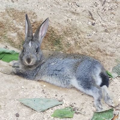 小沢健二とレキシと…。
郷土愛強め。姪っ子溺愛。収集癖あり。