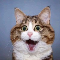 meong (@arankaru) 's Twitter Profile Photo