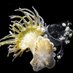 The Aiptasia Symbiosis Resource (@aiptasiasymres) Twitter profile photo The Aiptasia Symbiosis Resource (@aiptasiasymres) Twitter profile photo