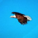 B L Oakley - @BarbaraOakley17 - Twitter