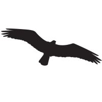 Osprey (@osprey0) 's Twitter Profile Photo Osprey (@osprey0) 's Twitter Profile Photo