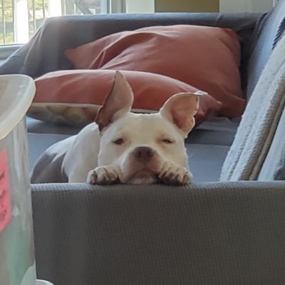 ChachMingo's profile picture. 