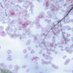 さくら🌸YOU:ME (@youmek62) Twitter profile photo さくら🌸YOU:ME (@youmek62) Twitter profile photo